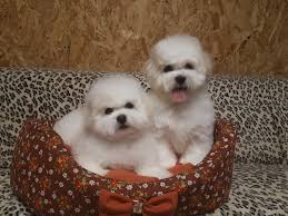 If you selected a specific state, try your search again using a neighboring state or no state at all. Bichon Frise For Sale In The City Of Moskva Russian Federation Price Negotiated Announcement 1797