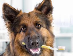 At healthy smiles we thrive on offering our patients an honest and clear explanation for all dental procedures. Don T Forget About Your Pet S Oral Health General Preventive Dentistry Lawrenceville Dentist Dr Michael Scalia
