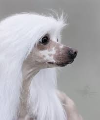 240 Ideeen Over Chinees Naakthond Chinees Chinese Gekuifde Naakthond Honden Grappen