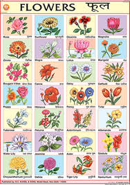 Buy Flowers Chart 70x100cm Book Online At Low Prices In