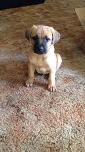 80 Best Black Mouth Cur Dog Names Black Mouth Cur Dog Dog Names Black Mouth Cur