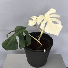 The picture is an example of our product the cutting you will receive will vary from the plant as shown on the pictures, as plants are a product of nature. Monstera Deliciosa Albo Variegata Amulya Farms Nursery