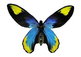 Butterfly png image, free picture. Flying Real Butterfly Png Image Png Arts