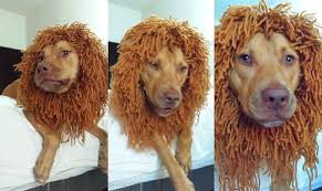 25 Adorable Diy Dog Costumes For Halloween Diy Dog Costumes Dog Halloween Costumes Dog Costumes For Kids