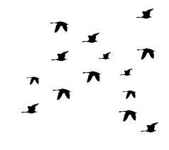 Bird Silhouette Png Clipart Best Bird Silhouette Silhouette Png Birds Flying