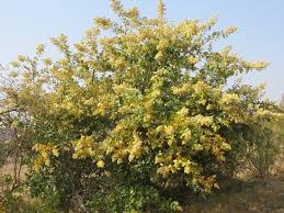 Image result for Brachylaena discolor