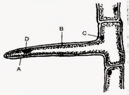 Epidermis shown on the outside with thickness less than 10. The Diagram Shows A Layer Of Epidermal Cells Showing A Fully Grown Root Hair Answer The Questions By Seeing The Diagram I Name The Parts Labelled A B C And D Ii