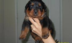We are privately owned and operated with 19 years of experience with this unique breed. Rottweiler Puppies Price 700 For Sale In Orlando Arkansas Best Pets Online