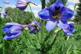 Delphinium Flower Different Types Pictures Grow And Care Florgeous