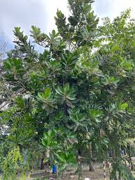 Image result for Calophyllum inophyllum