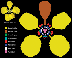 Image result for Malpighiaceae