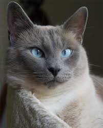 Siamese Cats Are Temperature Sensitive Albinos A K A Walking Heat Maps Catster