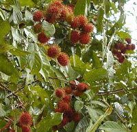 Khasiat Dan Manfaat Rambutan Bagi Kesehatan Kesehatan Tanaman