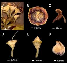 Image result for Memecylon sp. D