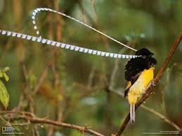 Birds With Yellow Feathers On Head King Of Saxony Bird Of Paradise Antenna Swing Special Muscles Swing Its Antenna Like Head Feathers By Tim Lam Birds Of Paradise Beautiful Birds Bird Species