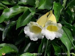 Image result for Hyparrhenia anemopaegma