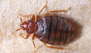 A wide variety of termite and pest control options are available to you, such as specification, fragrance, and state. 7 Brezden Pest Control Ideas Termite Treatment Pest Control Pest Control Services