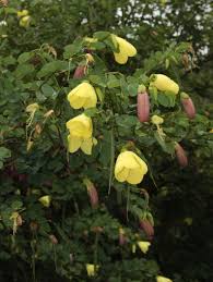 Image result for Bauhinia tomentosa