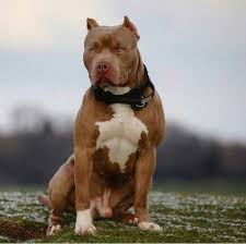 pin by yosueth on caes pitbull dog american pitbull terrier pitbull terrier