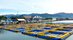 Cara Budidaya Ikan Di Karamba Jaring Apung Science Of Aquaculture