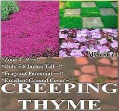 Coccineus Creeping Red Thyme Plant T1321cl At The Home Depot Creeping Thyme Thyme Plant Red Creeping Thyme
