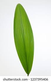 Image result for Curculigo