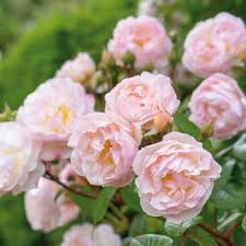 Le portail boursorama.com compte plus de 30 millions de visites mensuelles et plus de 290 millions de pages vues par mois, en moyenne. The Lady Of The Lake David Austin Roses Beautiful Flowers Rose Garden