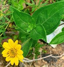 Image result for Aspilia mendoncae