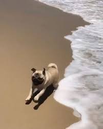 Pug Crazy Com Tide Pug In Order To Elevate A Proper Carried On Pug It Is Important To Start Education Immediately W In 2020 Cute Dogs Cute Pug Puppies Funny Animals