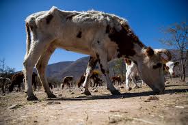 Chile enfrenta la peor sequía en más de medio siglo - Infobae