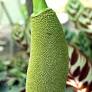 yamashina-botanical.com からのジャックフルーツ