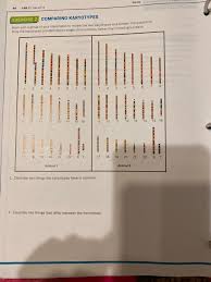 Each of these gametes is haploid, meaning they contain one set of chromosomes in their nuclei. Which Karyotype Is From A Chimp