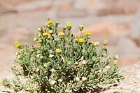 Image result for Nolletia zambesica