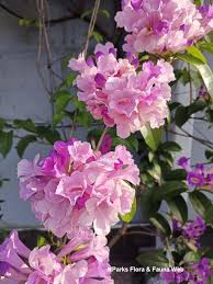 Image result for Hymenaea