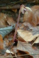 Image result for Satyrium kitimboense