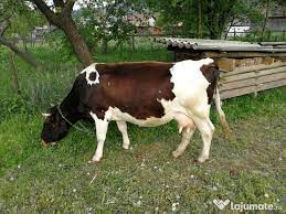 Ofer casa de vanzare cu suprafata de 150 mp in campulung moldovenesc aproape de parti. Vand Vaci Bune De Lapte Adroi Zoo