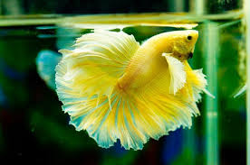 Pin On Aquarium