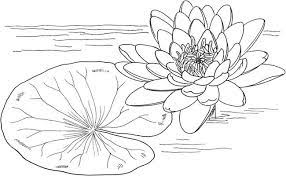 Banyaknya variasi tanaman menjadi alasan utamanya. Gambar Mewarnai Bunga Teratai Gambar Mewarnai