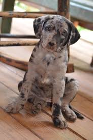 At 8 weeks old, i begin blood trail dog training. Please Help Welcome Stella Home She Is Eight Weeks Old And Is A Pure Bred Blue Leopard From Tennessee Catahoula