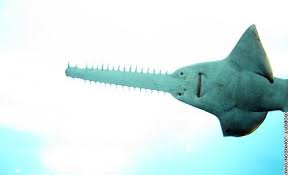 They are characterized by a long, slender, sawlike snout equipped with sharp, toothlike projections on. Saw Shark Underneath View The Sawsharks Or Saw Sharks Are An Order Pristiophoriformes Of Sharks Beari Cool Sea Creatures Ocean Creatures Deadly Creatures