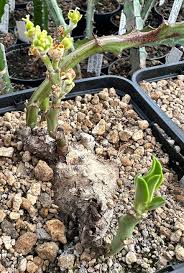 Image result for Euphorbia platyrrhiza