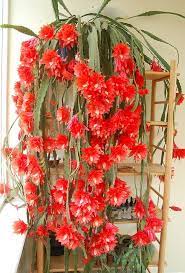 You can find these grafted plants in a wide spectrum of shades. 900 Cacti Orchids Epiphyllum Ideas Orchid Cactus Orchids Cactus