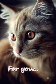 for you beautiful cats pretty cats cute cats