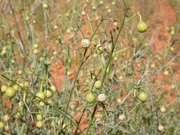 Image result for Helinus