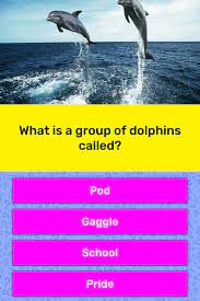 Use it or lose it they say, and that is certainly true when it. What Is A Group Of Dolphins Called Trivia Answers Quizzclub