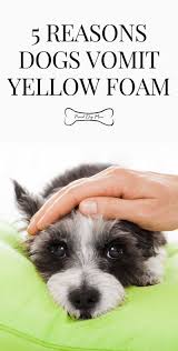 It could be that your dog ate more than they the treatment for a dog's vomiting may differ depending on the severity and cause of the condition. Why Do Dogs Vomit Yellow 5 Common Causes Proud Dog Mom Sick Dog Dog Vomit Dog Facts