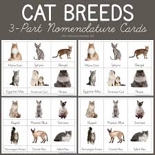 Cat Breeds 3 Part Cards Cat Breeds Montessori Printables Tot School Printables