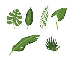Download a free preview or high quality adobe illustrator ai, eps, pdf and high resolution jpeg versions. Tropical Leaves Set Vector Art Graphics Freevector Com