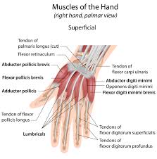 Check spelling or type a new query. Musculus Flexor Pollicis Brevis Sportbachelor
