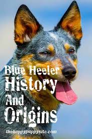 Blue Heeler Origins And History A Fascinating Guide Blue Heeler Blue Heeler Dogs Aussie Cattle Dog